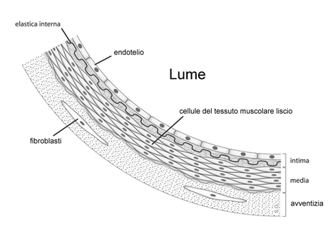 File:Anatomia arteria.png