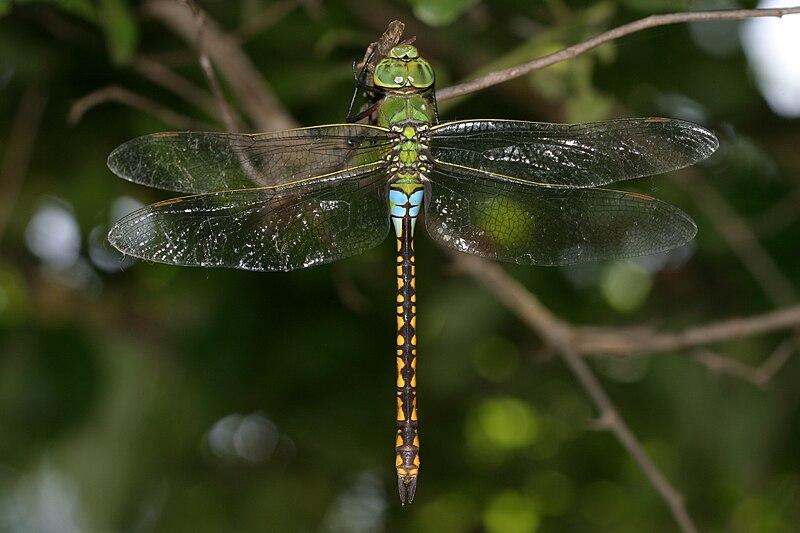 File:Anax indicus 5231.jpg