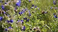 Bumblebee hovers next to a stalk of a Anchusa officinalis plant.