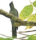 Thumbnail for Andaman cuckooshrike