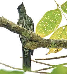 Andaman Cuckoo Shrike.jpg