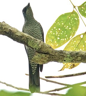 <span class="mw-page-title-main">Andaman cuckooshrike</span> Species of bird