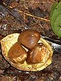 Fruit et graines de Carapa guianensis