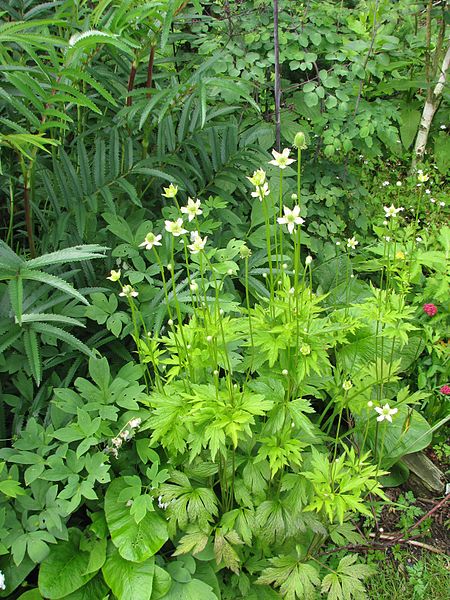 File:Anemone rupestris - Flickr - peganum.jpg