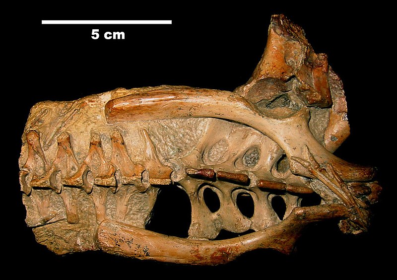 File:Anhanguera-santanae sacrum.jpg