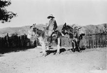 Monterey County librarian Anne Hayden delivers books on a burro to the residents of the Los Burros mining camp in 1918. Traveling from Salinas to Manchester took about two days.