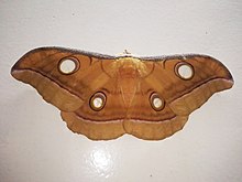 Antheraea mylitta (דרורי, 1773) .jpg