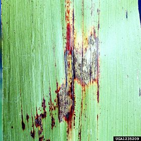 Illustrasjonsbilde av artikkelen Corn anthracnose