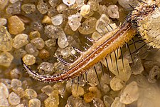 The bottom side of larval mandible with a visible maxilla for injecting venom Antlion mandible with a visible maxilla for injecting venom.jpg