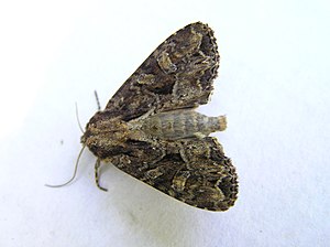 Apamea remissa 190605.jpg