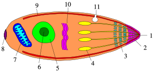 Apicomplexan life cycle