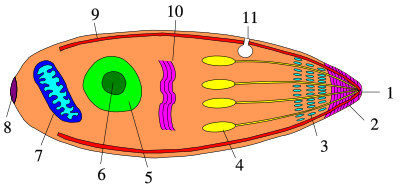 Apicomplexan life cycle