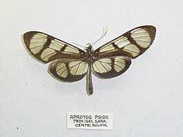 Thyridia psidii