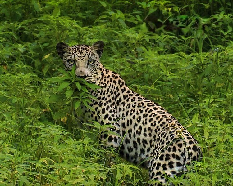 File:Arabian leopard.jpg