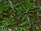 Araceae (Lasia spinosa) (15571728295).jpg