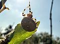 Araneus quadratus, Germany (Darmstadt-Eberstadt)