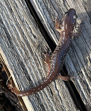 <span class="mw-page-title-main">Arboreal salamander</span> Species of amphibian