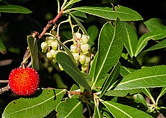 Corbezzolo (simbolo patrio italiano)