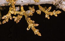 Zdjęcie. Żółtawe pędy pasożytniczej rośliny Arceuthobium douglasii na czarnym tle.