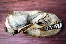 Skull of male Arctocephalus pusillus01.jpg