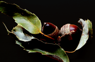 <i>Quercus stenophylloides</i> Species of plant