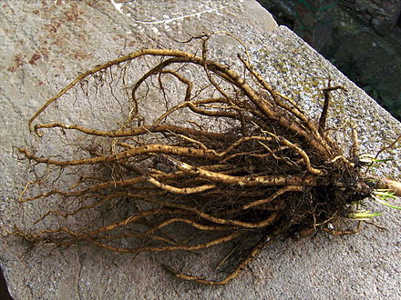 Интересный корень. Корень Алтея. Althaea officinalis root. Корни Алтея лекарственного. Корни Алтея ГФ.