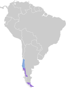 Distribución geográfica del canastero austral.