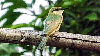 At Vedanthangal Bird Sanctuary.jpg