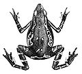 Miniatura per Atelopus pulcher