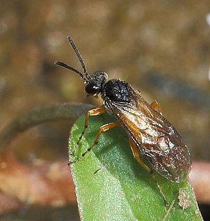 Athalia (sawfly)