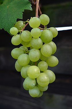 Attila csemegeszőlő