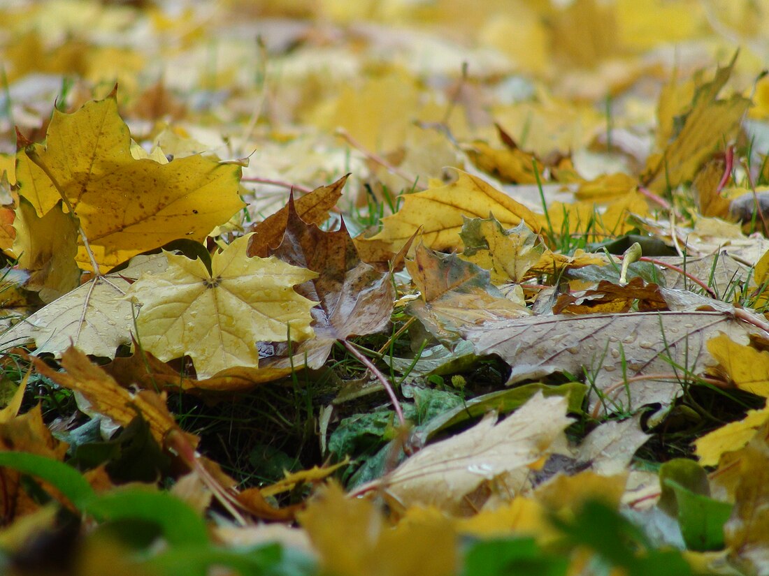 File:Autumn Leaves Montreal.JPG