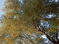 A tree during autumn.