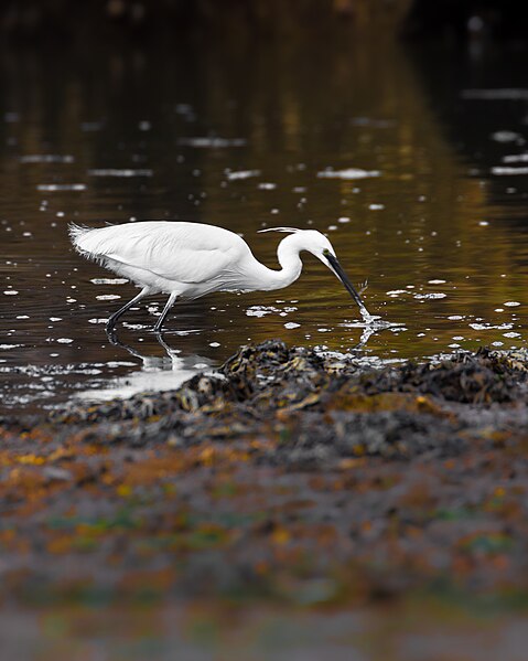 File:Aves do Tejo 3.jpg