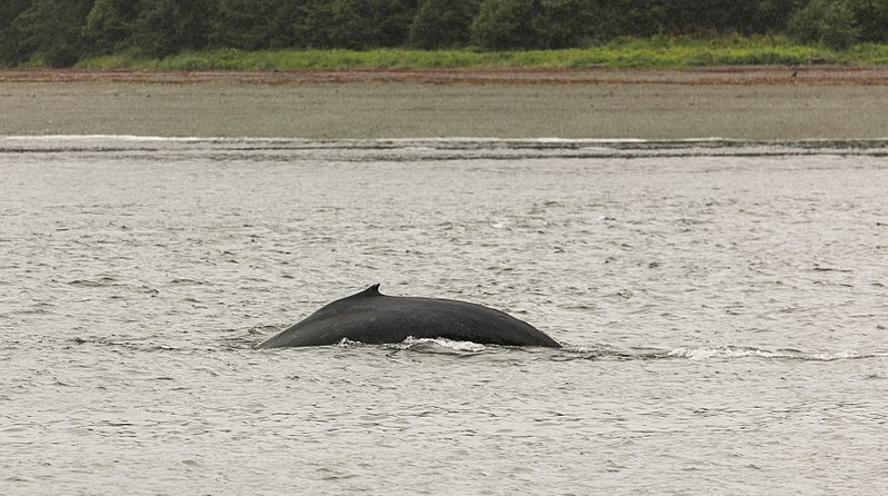 File:Avistamiento de ballenas jorabadas (Megaptera novaeangliae), Juneau, Alaska, Estados Unidos, 2017-08-17, DD 15.jpg