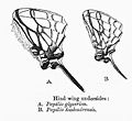 Comparison of the underside of hindwings of two swordtails Papilio glycerion and Papilio kashmiriensis.