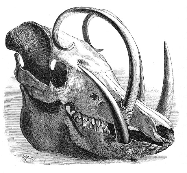 File:Babirusa skull engraving in Malay Archipelago 1869.jpg