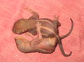 생후 1주일된 세줄무늬인도팜다람쥐 새끼 한 쌍