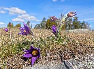 Backsippor (Pulsatilla vulgaris).