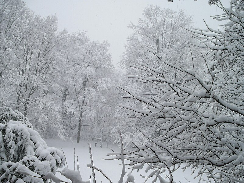 File:Backyard Winter Hancock Village Brookline Town Massachusetts New England.jpg