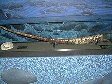 A fossil cast of the shell of a Baculites grandis on display at the North American Museum of Ancient Life in Lehi, Utah. Baculites grandis shell.JPG