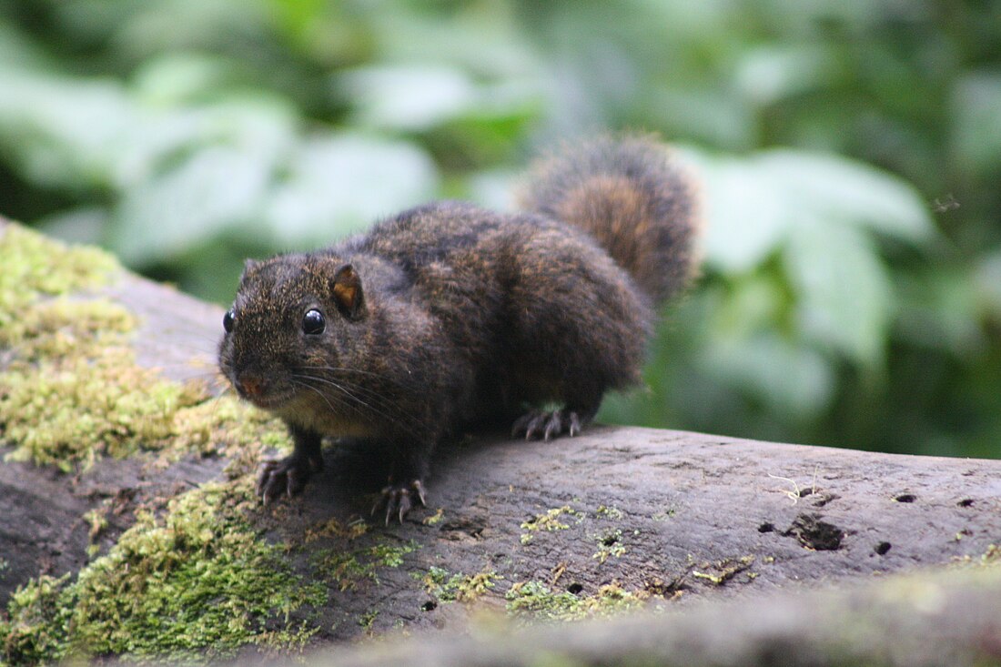 Dreistreifenhörnchen