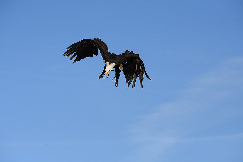 File:Bal des Oiseaux Fantomes 34 - Bald Eagle Preparing to Dive.jpg