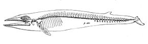 Squelette de Balaenoptera physalus.
