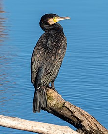 Cormoran sur la rivière Regnitz en Allemagne. Novembre 2018.