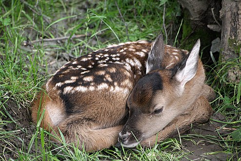 Faon de Chevreuil européen (Capreolus capreolus).