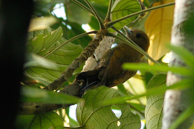 File:Bamboo Woodpecker imported from iNaturalist photo 3847565 on 27 January 2022.jpg