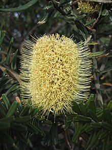 Banksia marginata found in Freycinet National Park.[6]