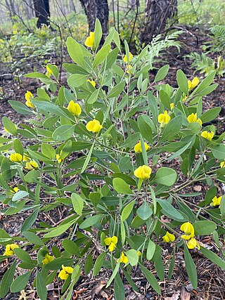 <i>Baptisia lanceolata</i> Species of plant