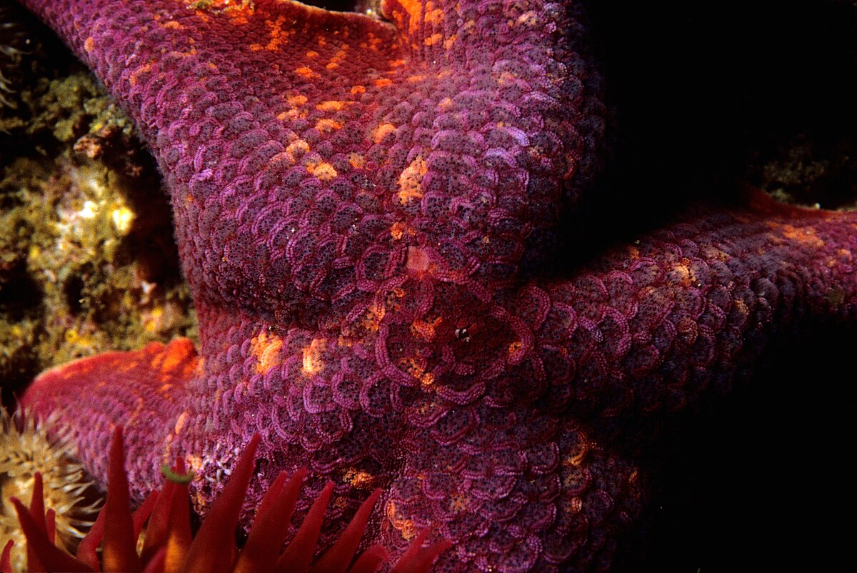 Pisaster brevispinus - Wikipedia